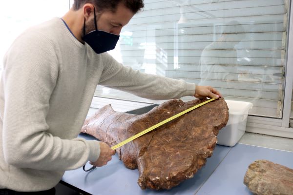 Paleontologist Bernat Vila measures part of an Abditosaurus kuehnei fossil (by Albert Segura)